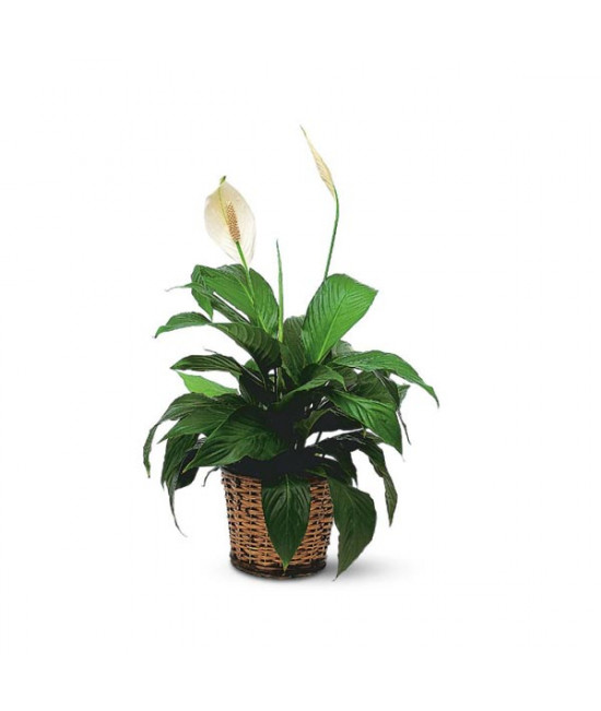 Spathiphyllum petit